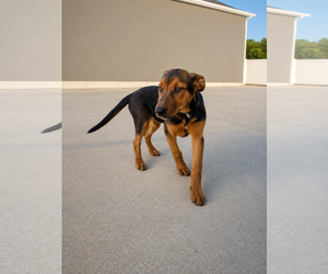 Rottweiler Dogs for adoption in MIDWAY, UT, USA