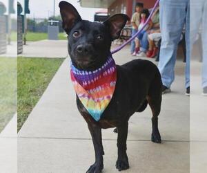 Mutt Dogs for adoption in San Antonio, TX, USA