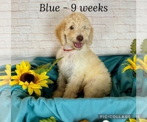 Poodle (Standard) Puppy for sale in COTTONTOWN, TN, USA