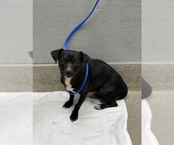 Medium Photo #1 Chihuahua-Unknown Mix Puppy For Sale in Las Vegas, NV, USA