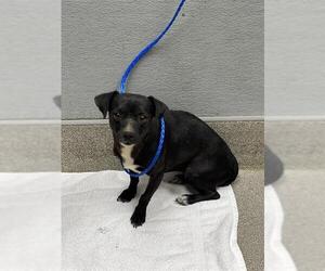 Chihuahua-Unknown Mix Dogs for adoption in Las Vegas, NV, USA
