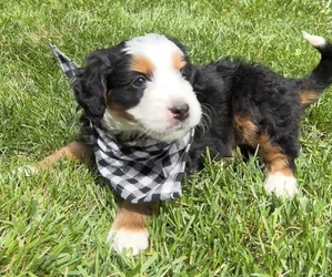Bernedoodle-Bernese Mountain Dog Mix Puppy for sale in ERIE, CO, USA