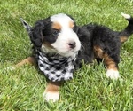 Small Bernedoodle-Bernese Mountain Dog Mix