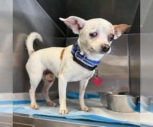 Chihuahua-Unknown Mix Dogs for adoption in San Antonio, TX, USA