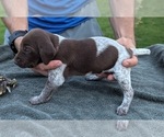 Puppy June German Shorthaired Pointer