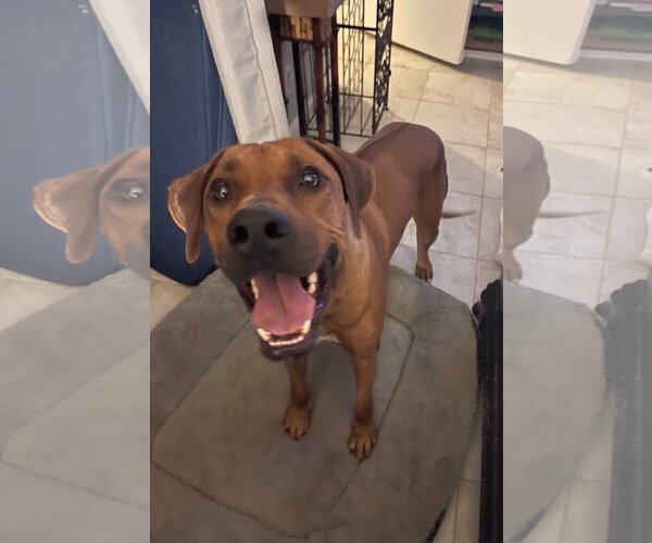 Medium Photo #3 Rhodesian Ridgeback Puppy For Sale in The Woodlands, TX, USA