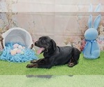 Small #14 Catahoula Leopard Dog