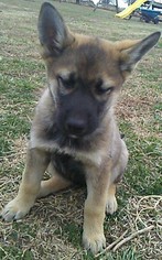 German Shepherd Dog-Siberian Husky Mix Puppy for sale in HARRISON, AR, USA