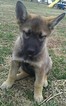 Small Photo #1 German Shepherd Dog-Siberian Husky Mix Puppy For Sale in HARRISON, AR, USA