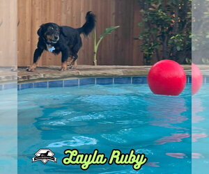 Layla Ruby - Female Dachshund-Unknown Mix Dog for Adoption - Photo #30