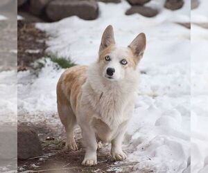 Mother of the Pembroke Welsh Corgi puppies born on 12/04/2023