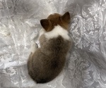 Small #4 Pembroke Welsh Corgi
