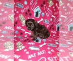 Small #5 Poodle (Toy)