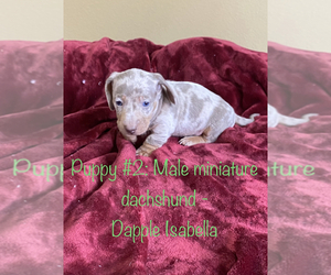 Dachshund Puppy for sale in AGUA DULCE, CA, USA
