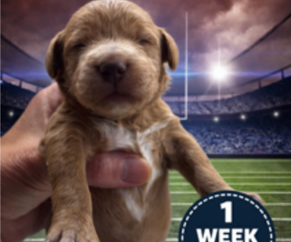 Medium Photo #2 Goldendoodle Puppy For Sale in LAFAYETTE, LA, USA
