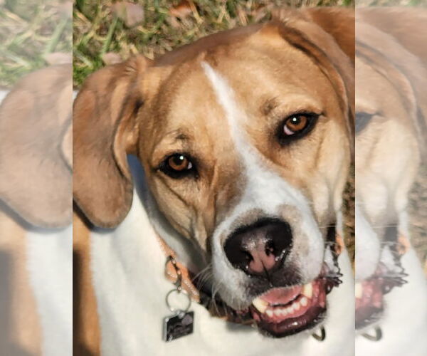 Medium Photo #14 American Pit Bull Terrier-Treeing Walker Coonhound Mix Puppy For Sale in Spotsylvania, VA, USA