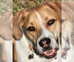Small #13 American Pit Bull Terrier-Treeing Walker Coonhound Mix