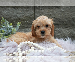 Small #2 Cavapoo