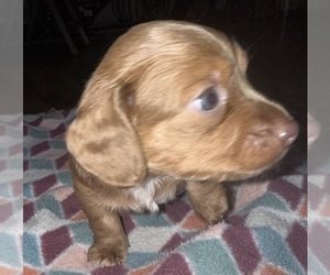 Medium Dachshund