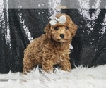 Puppy AKC Buddy Poodle (Miniature)