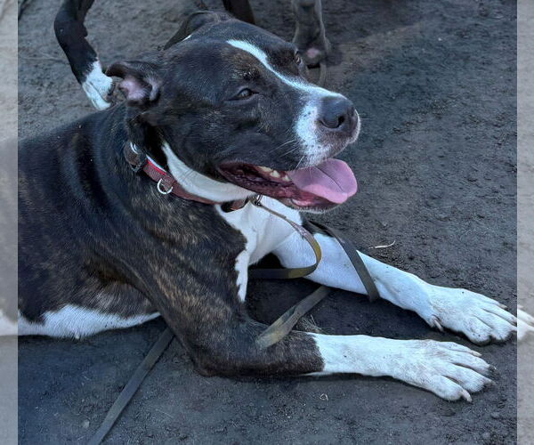 Medium Photo #4 Mutt Puppy For Sale in Virginia Beach, VA, USA