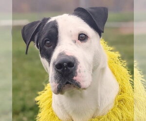 Mutt Dogs for adoption in Rootstown, OH, USA