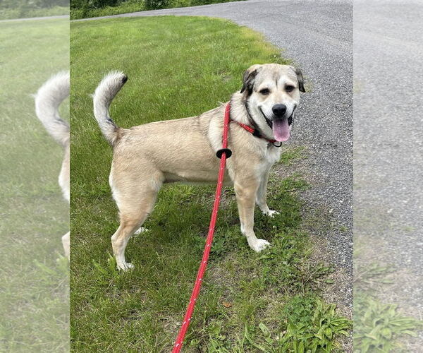 Medium Photo #11 Mutt Puppy For Sale in Chester, NJ, USA