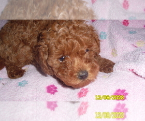 Poodle (Toy) Puppy for sale in DULUTH, GA, USA