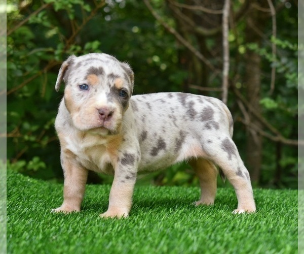 Full screen Photo #2 American Bully Puppy For Sale in CLEVELAND, GA, USA