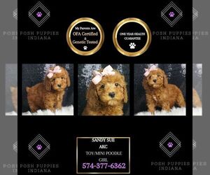 Poodle (Toy) Puppy for sale in WARSAW, IN, USA