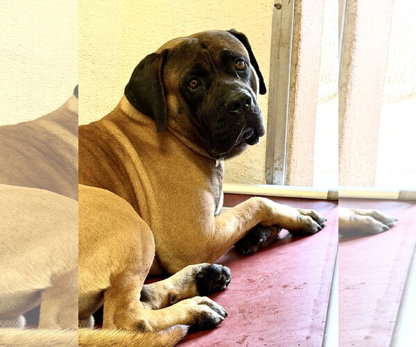 Medium Photo #1 Mastiff Puppy For Sale in Goodyear, AZ, USA
