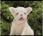 Small #4 French Bulldog