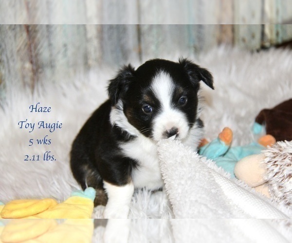 Medium Photo #23 Aussie-Corgi Puppy For Sale in LIND, WA, USA