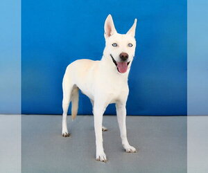 German Shepherd Dog-Unknown Mix Dogs for adoption in Pasadena, CA, USA