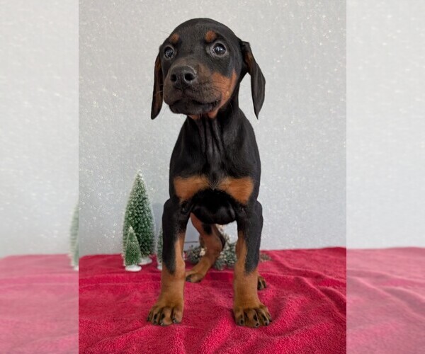 Medium Photo #37 Doberman Pinscher Puppy For Sale in GOSHEN, IN, USA
