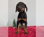 Small #1 Doberman Pinscher
