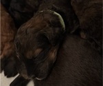 Small Photo #67 Bernedoodle Puppy For Sale in MOULTON, AL, USA
