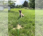 Puppy 3 Akita-Black Mouth Cur Mix