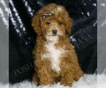 Puppy Alana Poodle (Miniature)