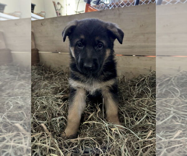 Medium Photo #2 German Shepherd Dog Puppy For Sale in Brewster, NY, USA