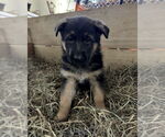 Small #1 German Shepherd Dog