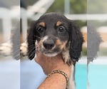 Puppy 3 Dachshund