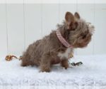 Small #6 French Bulldog