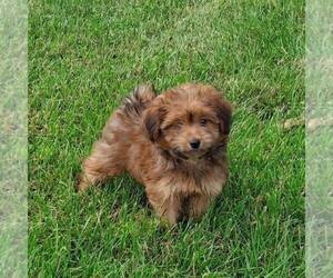 Pom-A-Poo Puppy for sale in SULLIVAN, IL, USA