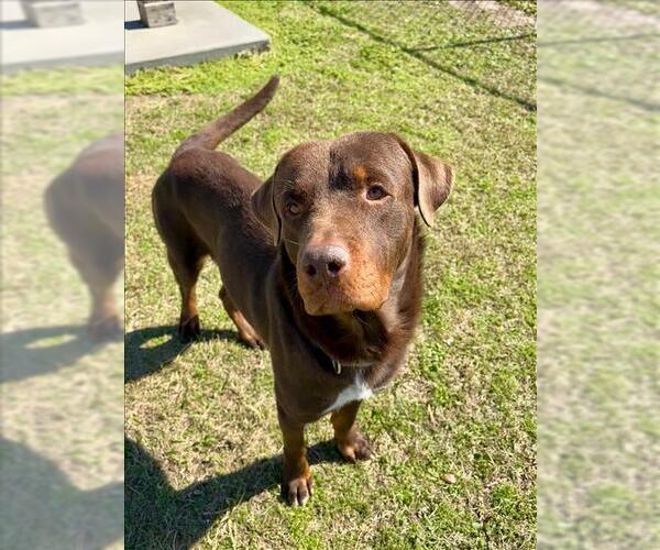 Medium Photo #2 Labrottie Puppy For Sale in Conroe, TX, USA