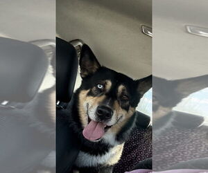 Siberian Husky-Unknown Mix Dogs for adoption in Pittstown, NJ, USA