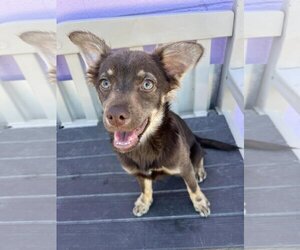 Australian Shepherd-Chihuahua Mix Dogs for adoption in Kansas City, MO, USA