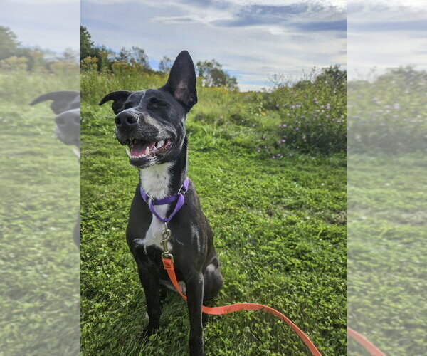 Medium Photo #12 Mutt Puppy For Sale in Gloversville, NY, USA