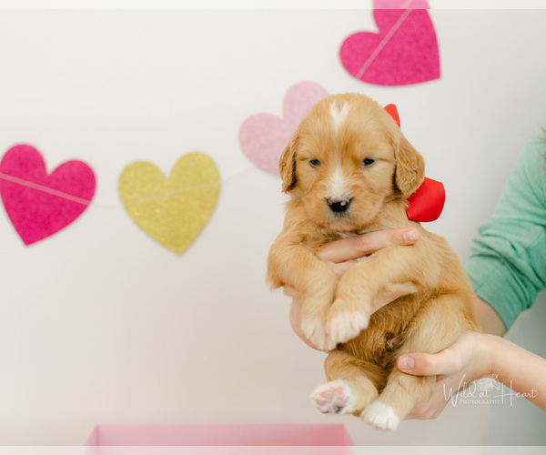 Medium Photo #4 Goldendoodle Puppy For Sale in LITTLE ROCK, AR, USA