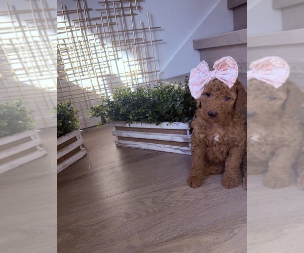 Medium Photo #6 Goldendoodle mix (+ Poodle Standard) Puppy For Sale in ORLANDO, FL, USA